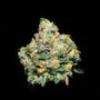 RASPBERRY DOSIDO FROM FLOWERS BY FIDELS