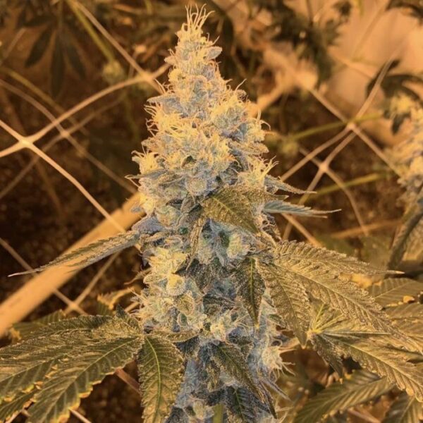 Garlic Grapes Regular Cannabis Seeds by Fidel's Seed Co - DISCONTINUED